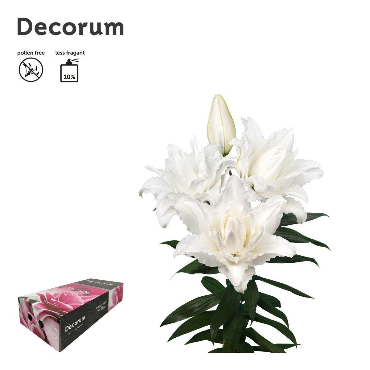 Срезанные цветы оптом Lilium or dbl roselily nadia от 40шт из Голландии с доставкой по России