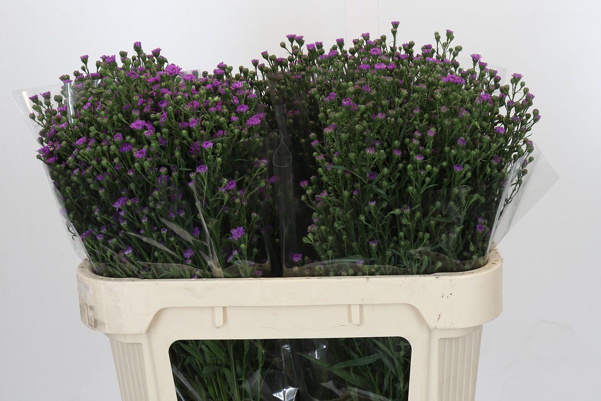 Срезанные цветы оптом Aster baby pink от 125шт из Голландии с доставкой по России