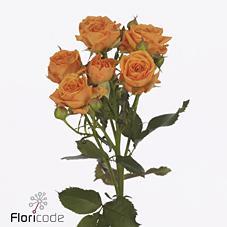 Срезанные цветы оптом Rosa spray orange queen от 40шт. из Голландии с доставкой по России