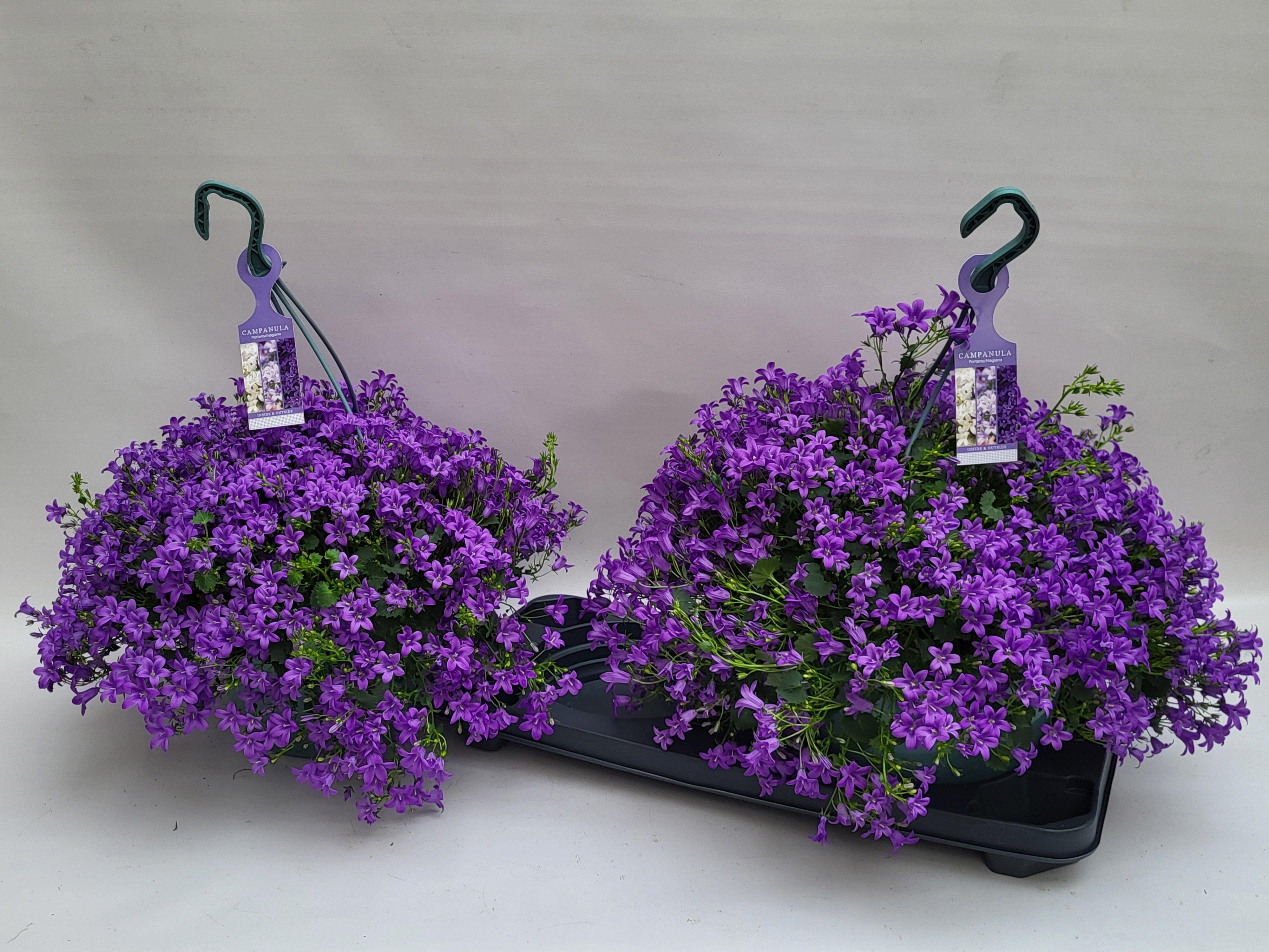 Горшечные цветы и растения оптом Camp Portenschlagian от 2шт (для телеги) из Голландии с доставкой по России