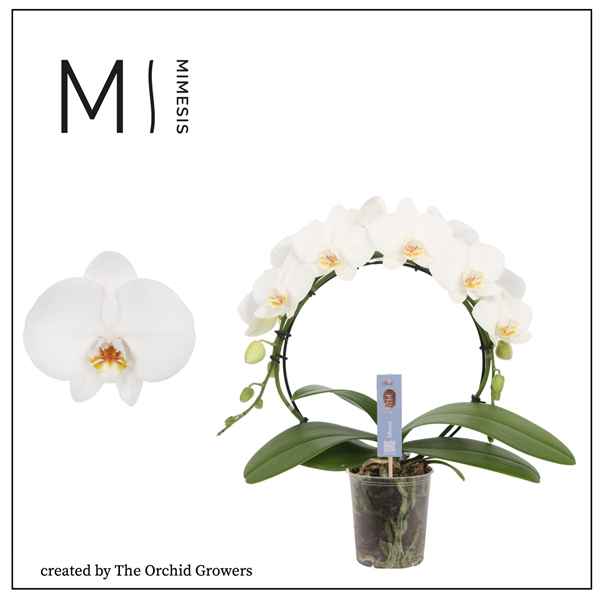 Горшечные цветы и растения оптом Phal 2st Moon White 16+ (orchid Growers) от 4шт из Голландии с доставкой по России