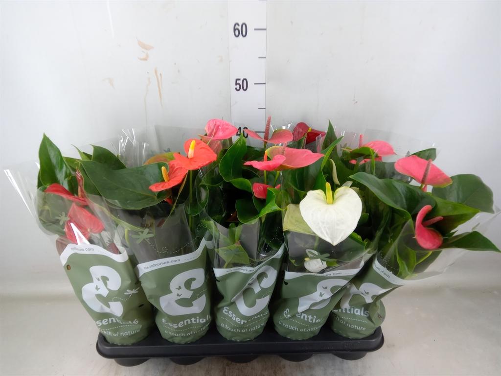 Горшечные цветы и растения оптом Anthurium ...mix 4 от 10шт из Голландии с доставкой по России Горшечные цветы и растения оптом Anthurium ...mix 4 от 10шт из Голландии с доставкой по России