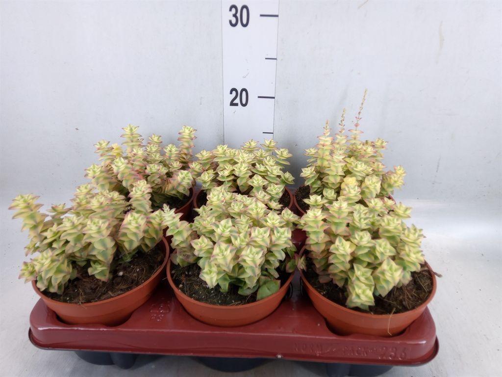 Горшечные цветы и растения оптом Crassula Perforata от 6шт из Голландии с доставкой по России