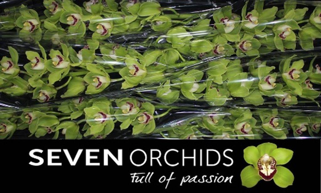 Срезанные цветы оптом Cymbidium green anderson от 6шт... из Голландии с доставкой по России
