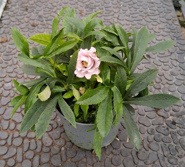 Горшечные цветы и растения оптом Helleborus Or. Pretty Ellen Pink от 8шт из Голландии с доставкой по России