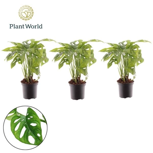 Горшечные цветы и растения оптом Monstera Monkey от 16шт (для телеги) из Голландии с доставкой по России Горшечные цветы и растения оптом Monstera Monkey от 16шт (для телеги) из Голландии с доставкой по России