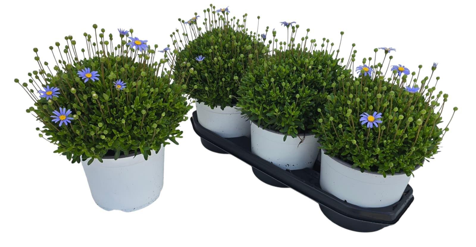 Горшечные цветы и растения оптом Feli Am Felicit Blue от 3шт из Голландии с доставкой по России