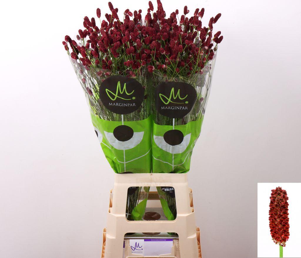 Срезанные цветы оптом Sanguisorba red dream от 100шт из Голландии с доставкой по России