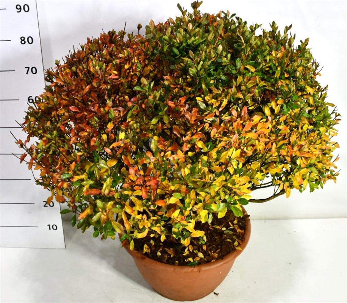 Горшечные цветы и растения оптом Rhododendron (aj) Blaauws Pink от 1шт из Голландии с доставкой по России