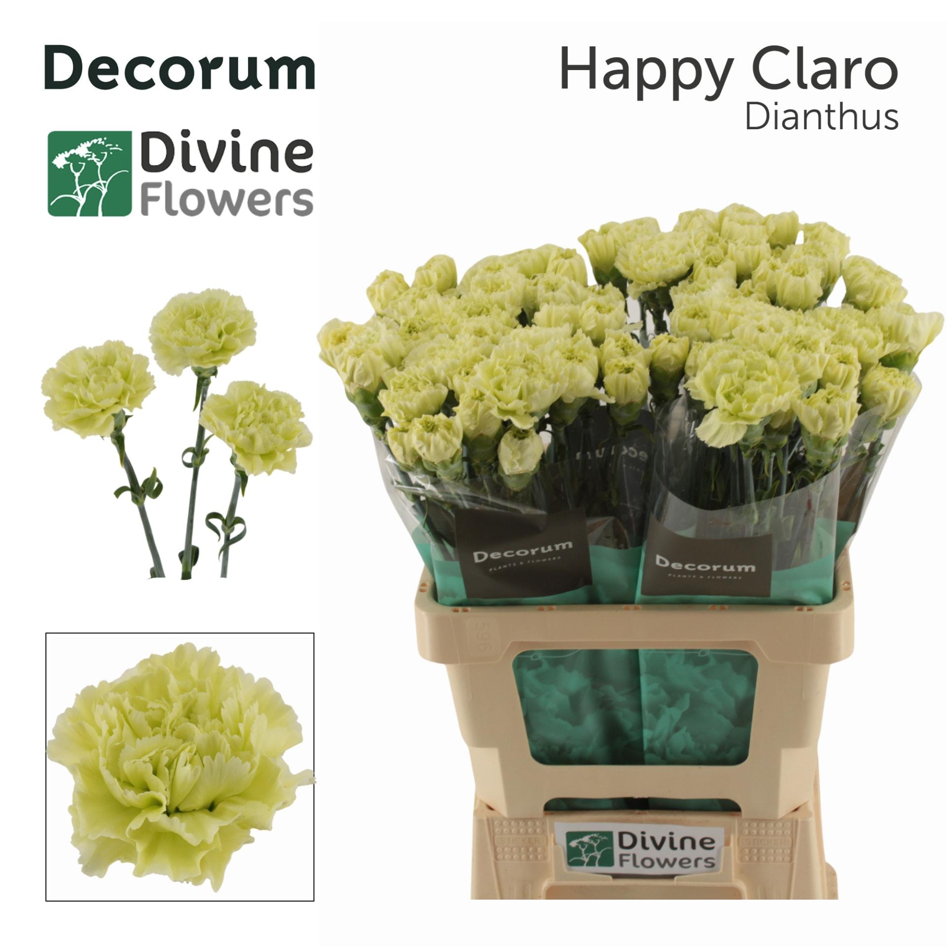Срезанные цветы оптом Dianthus st happy claro от 80шт из Голландии с доставкой по России