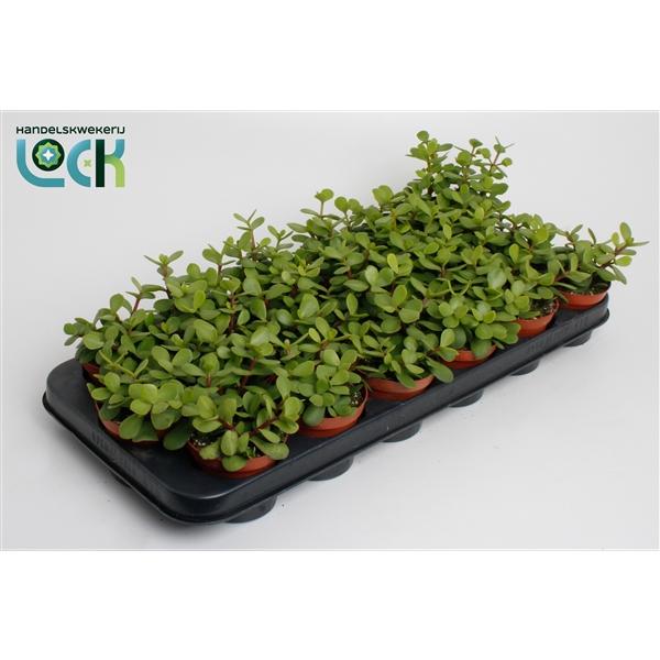 Горшечные цветы и растения оптом Portulacaria Afra от 12шт (для телеги) из Голландии с доставкой по России
