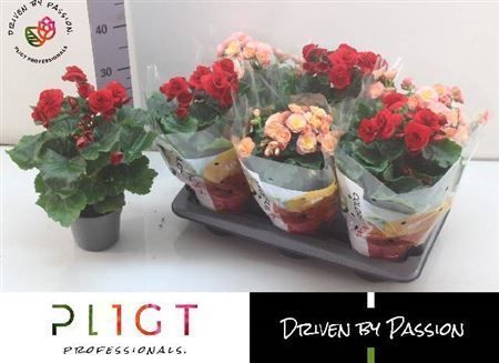 Горшечные цветы и растения оптом Begonia Du Dark Mix от 6шт из Голландии с доставкой по России