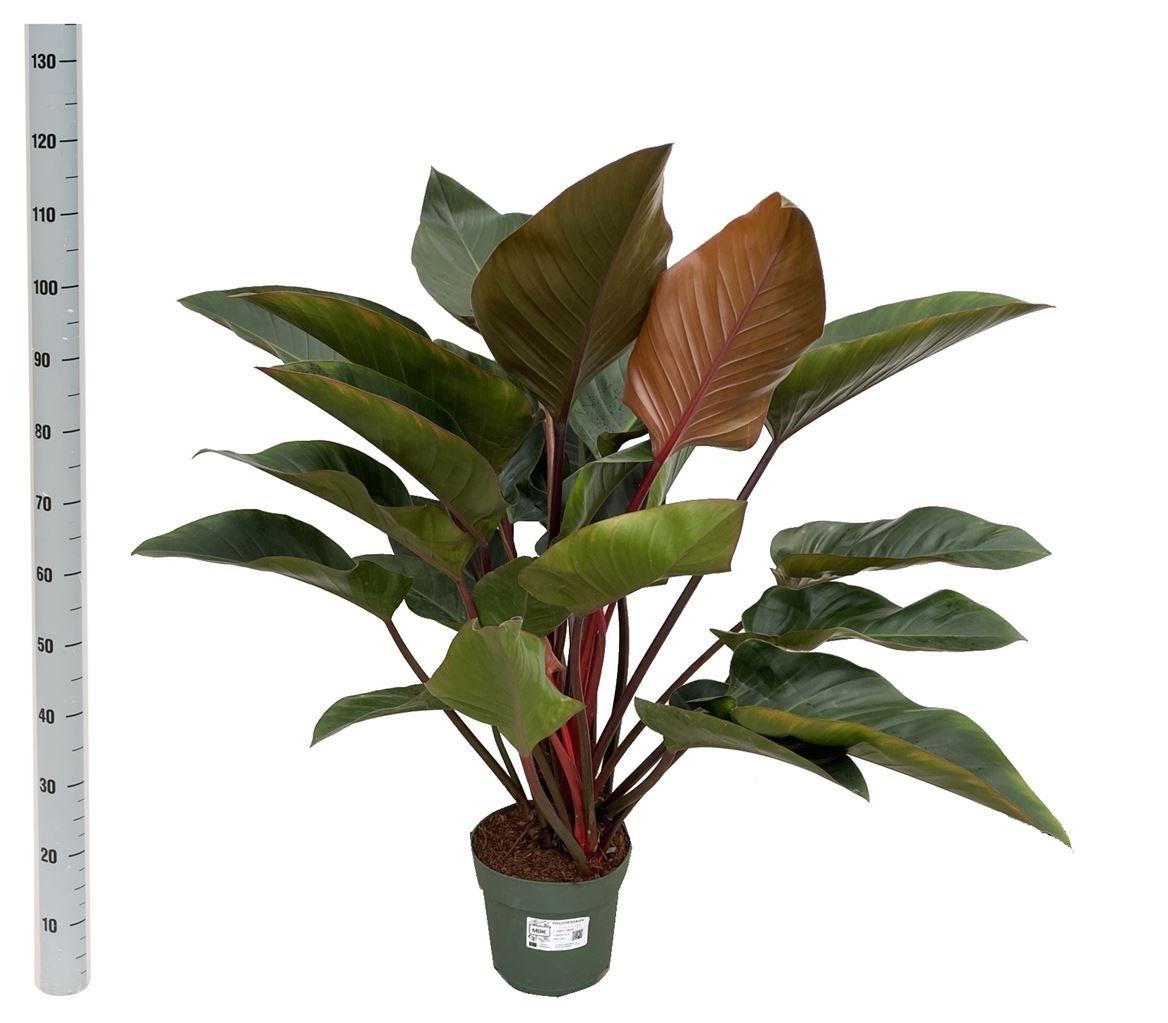 Горшечные цветы и растения оптом Philodendron Red Beauty от 1шт из Голландии с доставкой по России