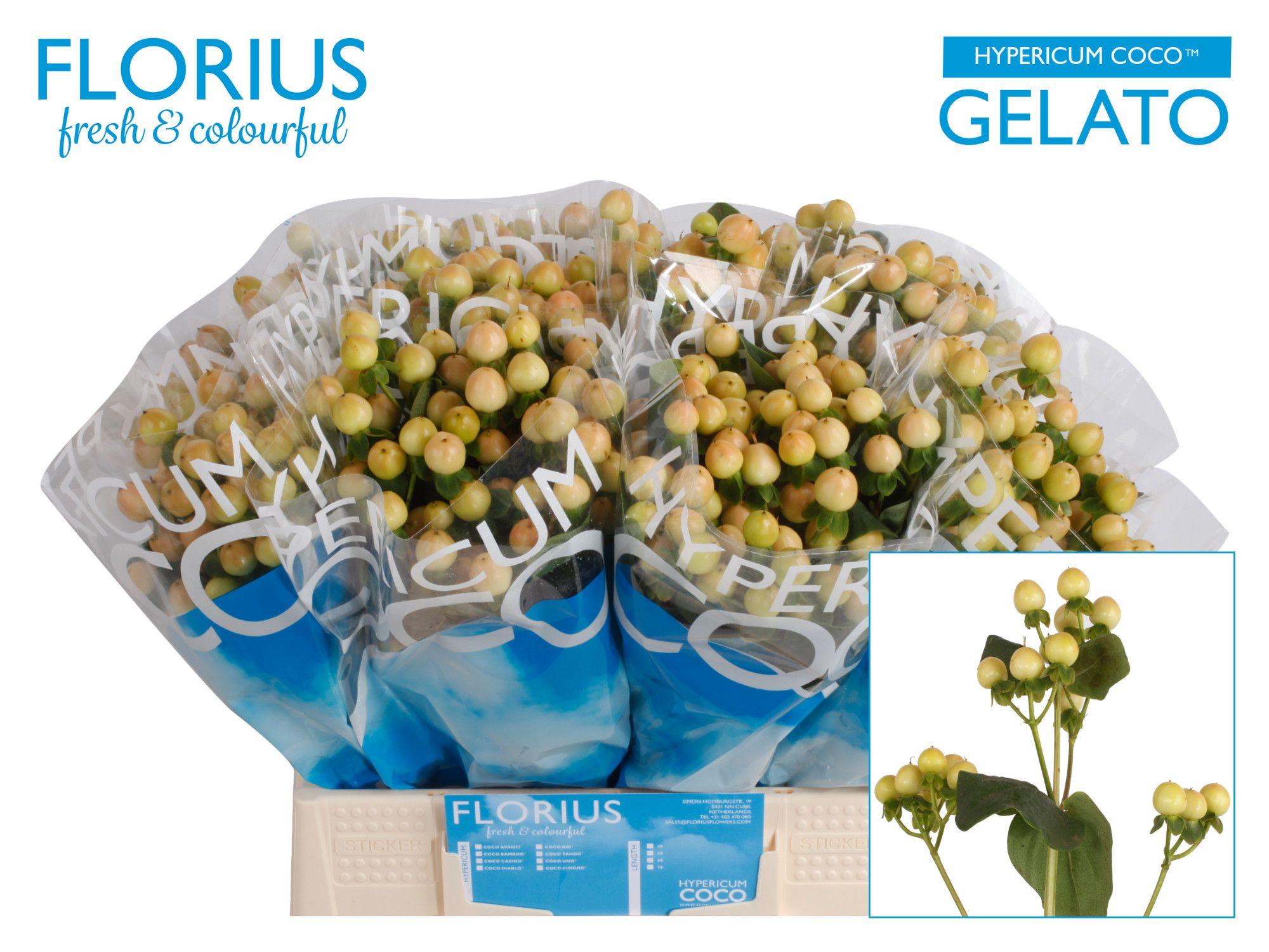 Срезанные цветы оптом Hypericum coco gelato от 80шт из Голландии с доставкой по России