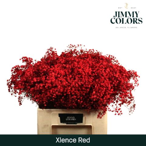 Срезанные цветы оптом Gyps large paint red от 25шт из Голландии с доставкой по России