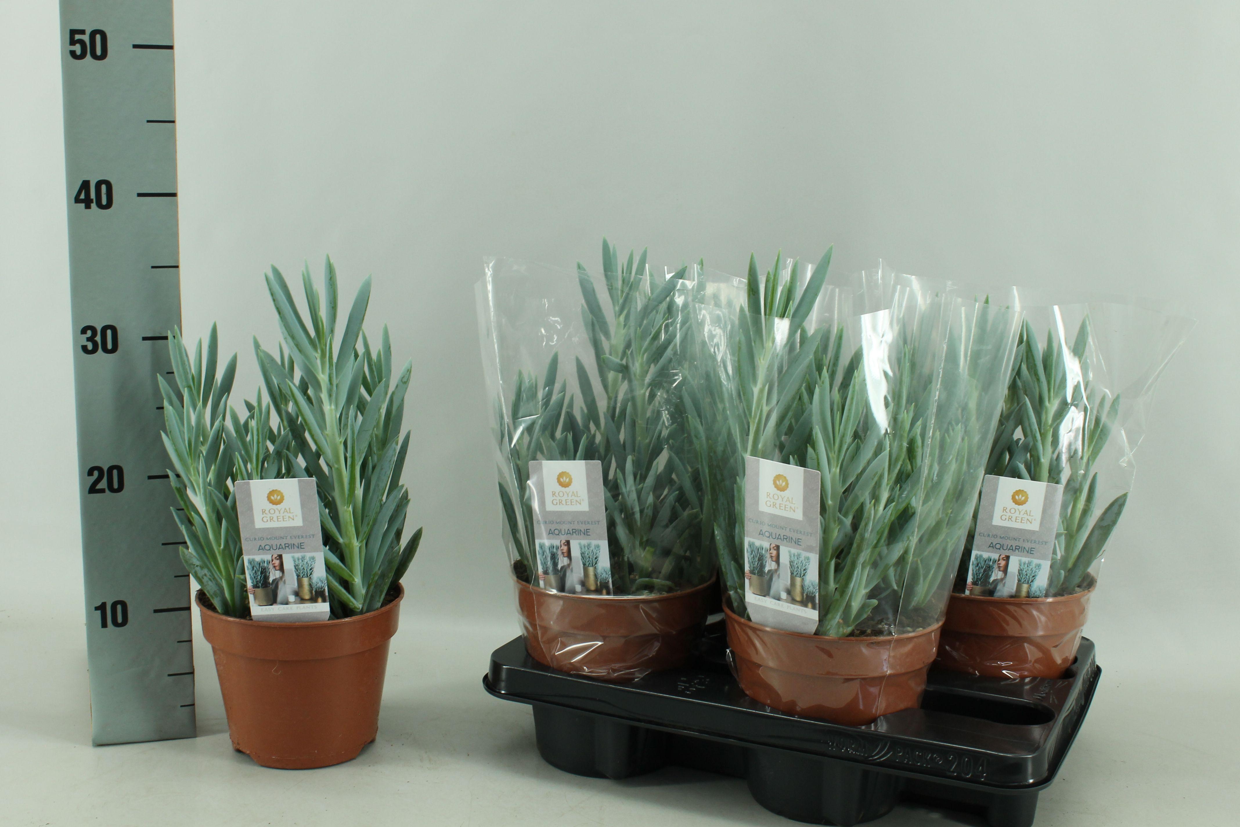 Горшечные цветы и растения оптом Curio Fic Mt Everest от 4шт из Голландии с доставкой по России