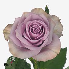 Срезанные цветы оптом Rosa large nightingale от 80шт из Голландии с доставкой по России