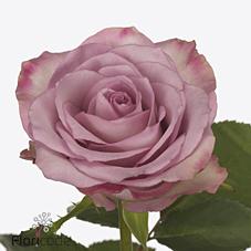 Срезанные цветы оптом Rosa large thriller от 260шт из Голландии с доставкой по России