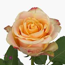 Срезанные цветы оптом Rosa la pebbles от 40шт из Голландии с доставкой по России