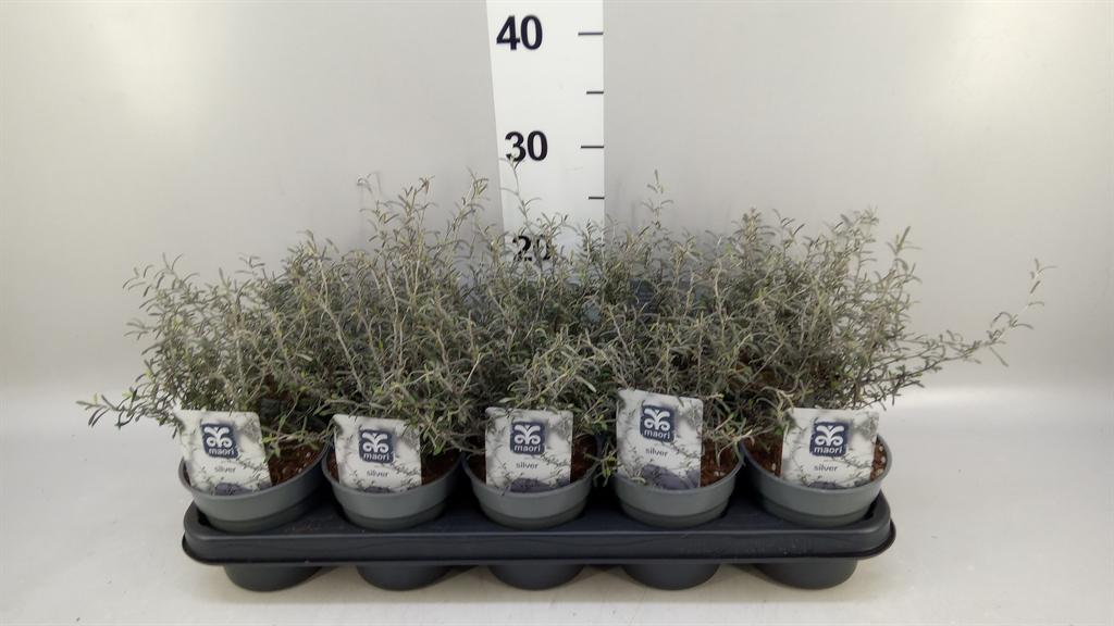 Горшечные цветы и растения оптом Corokia Virgata maori Silver от 10шт из Голландии с доставкой по России