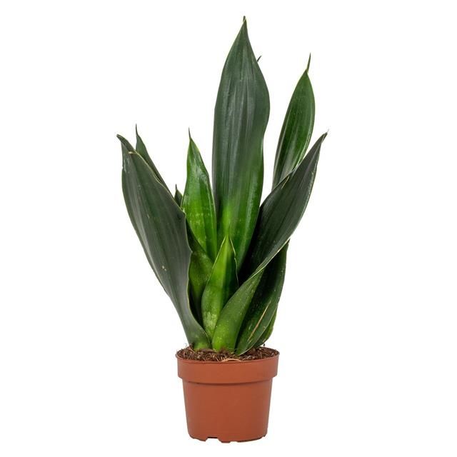 Горшечные цветы и растения оптом Sansevieria Hahnii Black Jade от 6шт из Голландии с доставкой по России