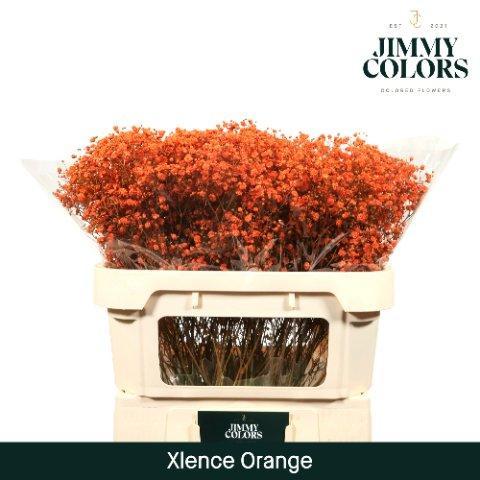 Срезанные цветы оптом Gyps large paint orange от 75шт из Голландии с доставкой по России