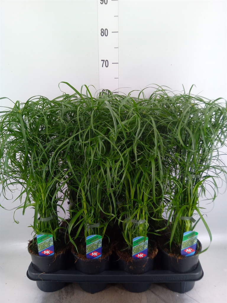 Горшечные цветы и растения оптом Cyperus Alternifolius от 7шт из Голландии с доставкой по России
