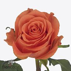 Срезанные цветы оптом Rosa large on fire от 80шт из Голландии с доставкой по России