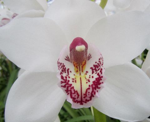 Срезанные цветы оптом Cymbidium white vanity от 6шт из Голландии с доставкой по России