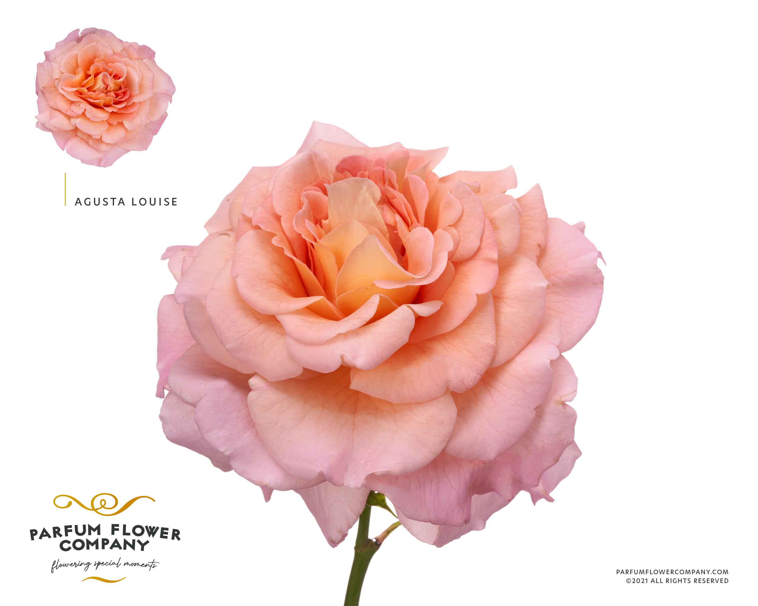 Срезанные цветы оптом Rosa la garden augusta louise от 24шт из Голландии с доставкой по России