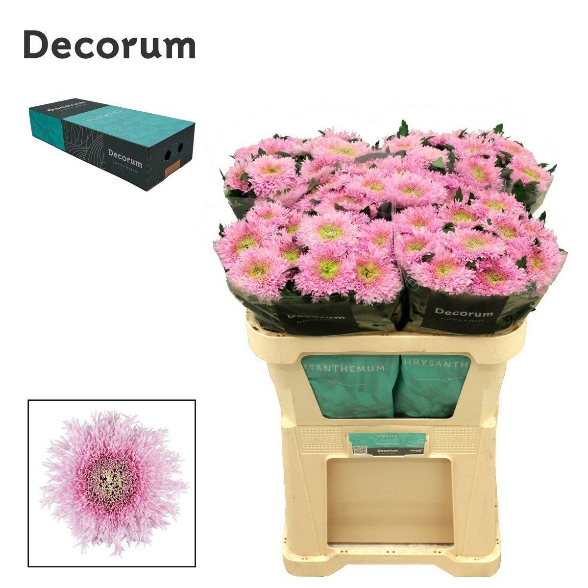 Срезанные цветы оптом Chrys bl etrusko от 120шт из Голландии с доставкой по России