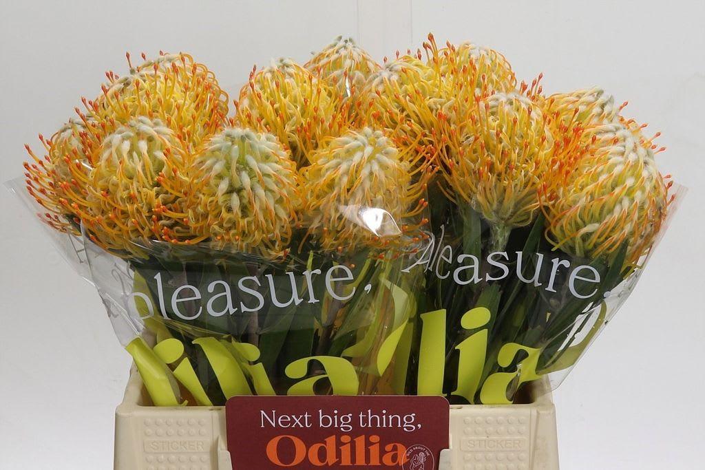 Срезанные цветы оптом Nutans goldie от 30шт из Голландии с доставкой по России