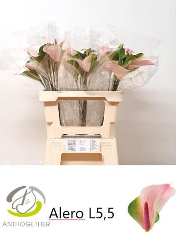 Срезанные цветы оптом Anthurium alero от 30шт из Голландии с доставкой по России