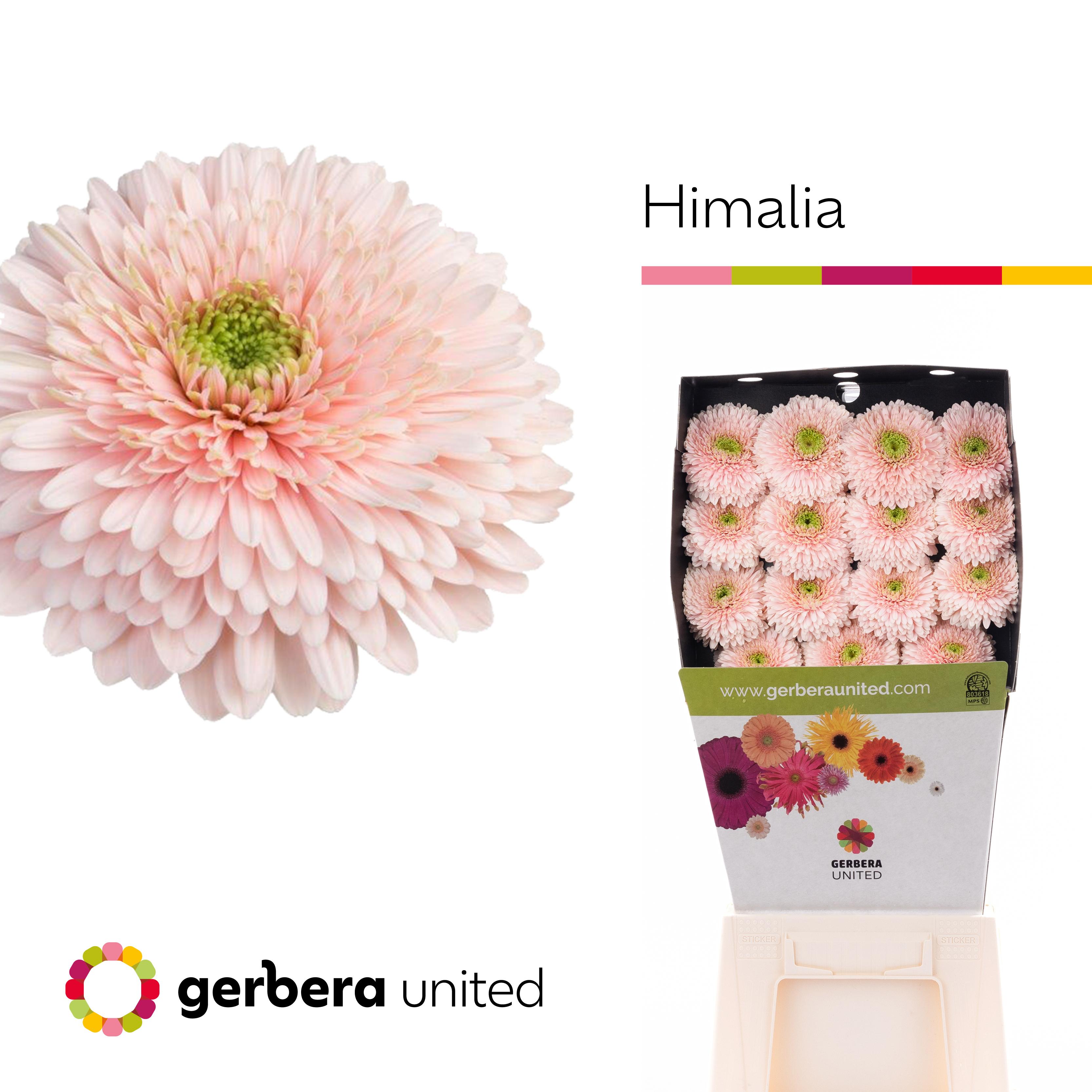 Срезанные цветы оптом Gerbera diamond terra himalia от 45шт из Голландии с доставкой по России