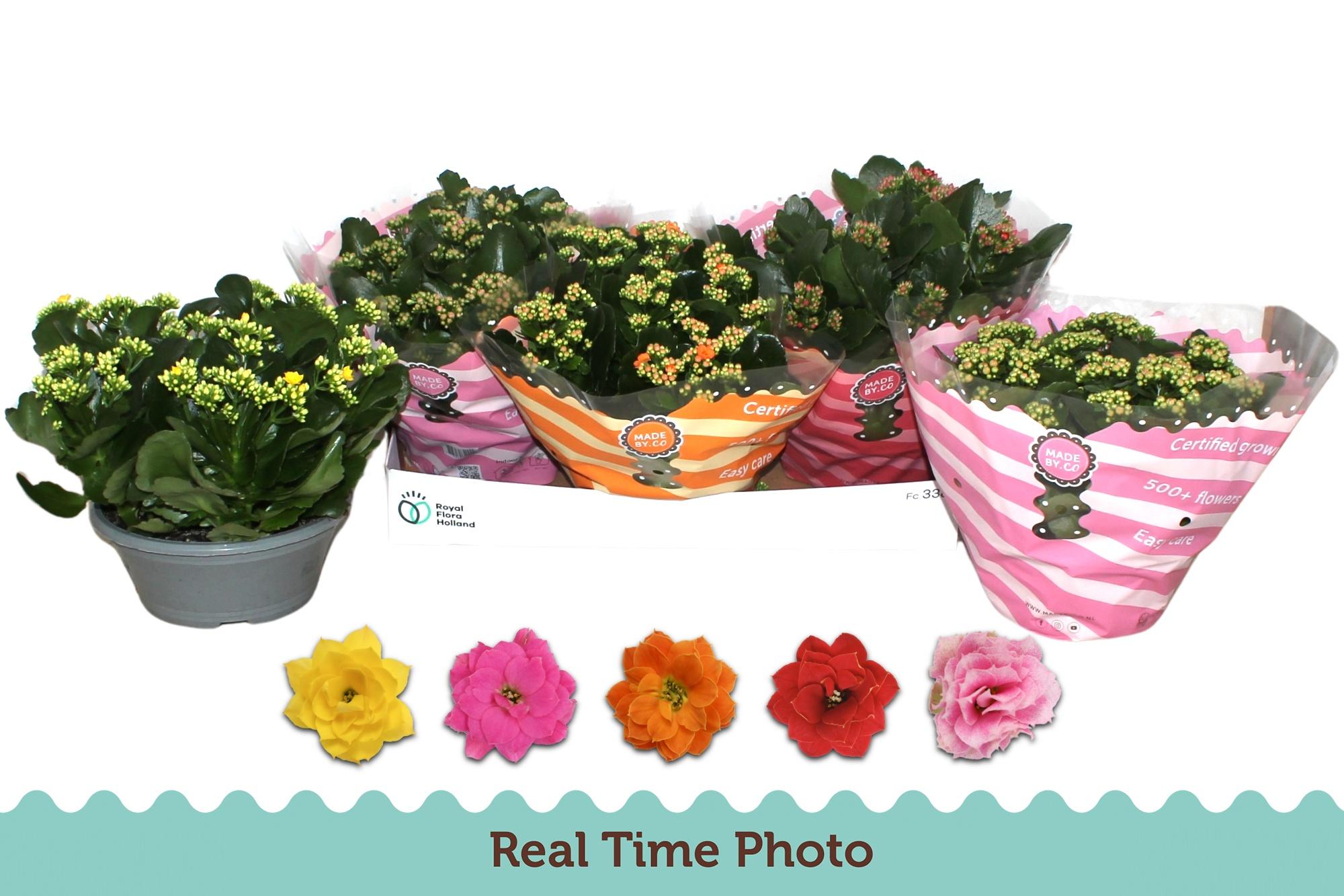 Горшечные цветы и растения оптом Kal Ge Gem 5 Kl от 3шт из Голландии с доставкой по России