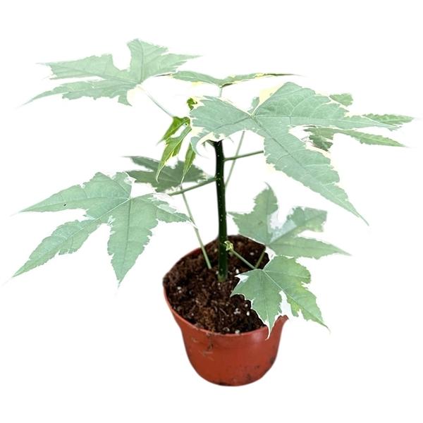 Горшечные цветы и растения оптом Cnidoscolus Aconitifolius Variegata от 1шт из Голландии с доставкой по России