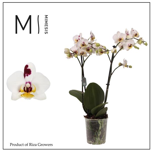 Горшечные цветы и растения оптом Phal 2st Coco 22+ (mimesis) от 10шт из Голландии с доставкой по России