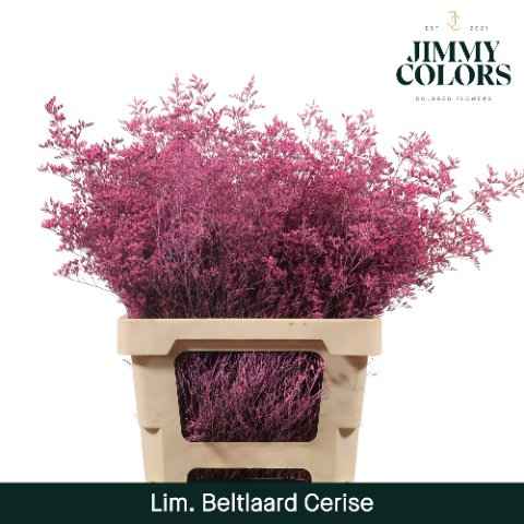 Срезанные цветы оптом Limonium paint cerise от 50шт из Голландии с доставкой по России