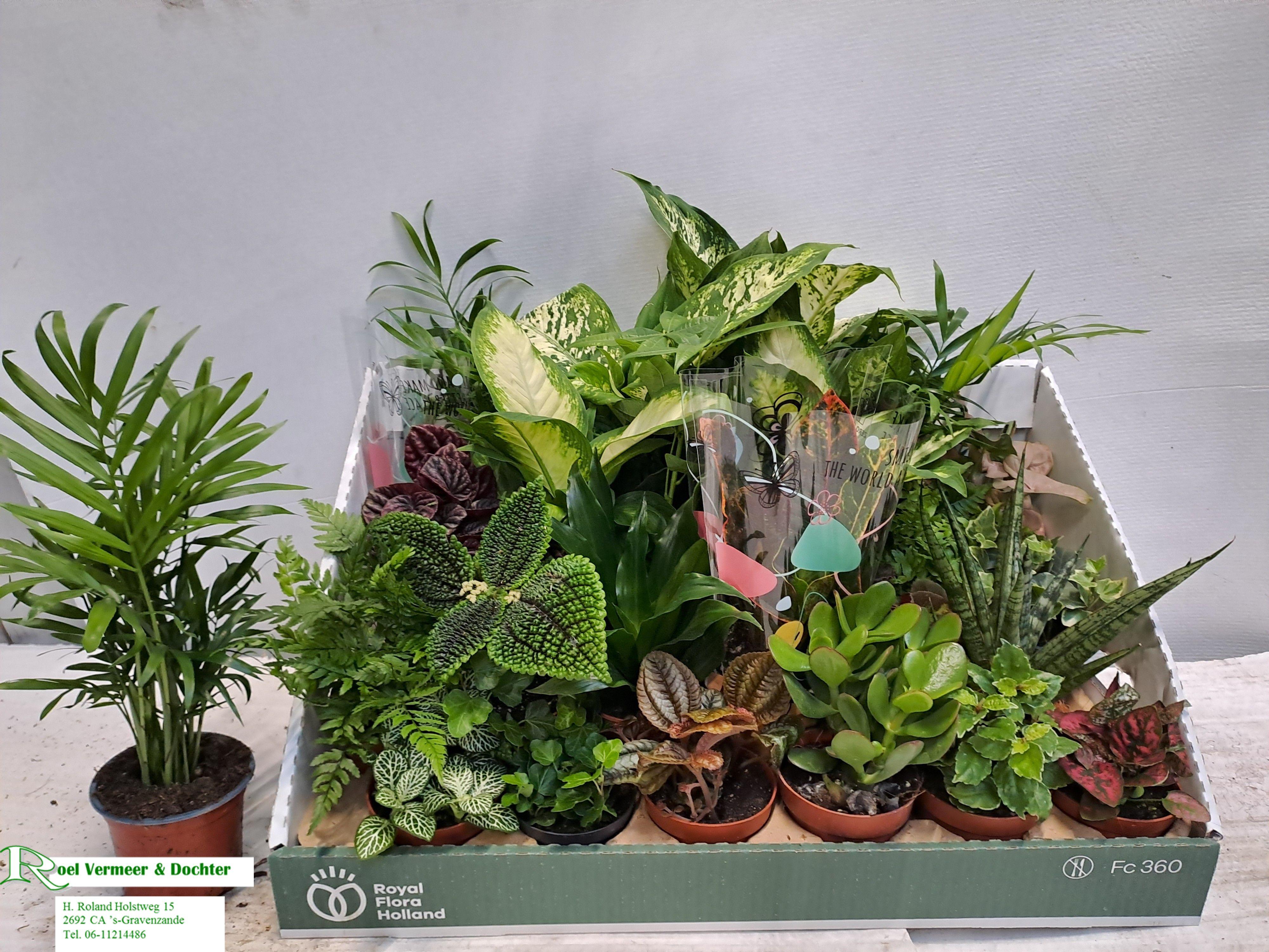 Горшечные цветы и растения оптом Kamerpl Gem Ov от 24шт (для телеги) из Голландии с доставкой по России