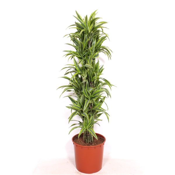 Горшечные цветы и растения оптом Dracaena Lemon Lime от 1шт из Голландии с доставкой по России