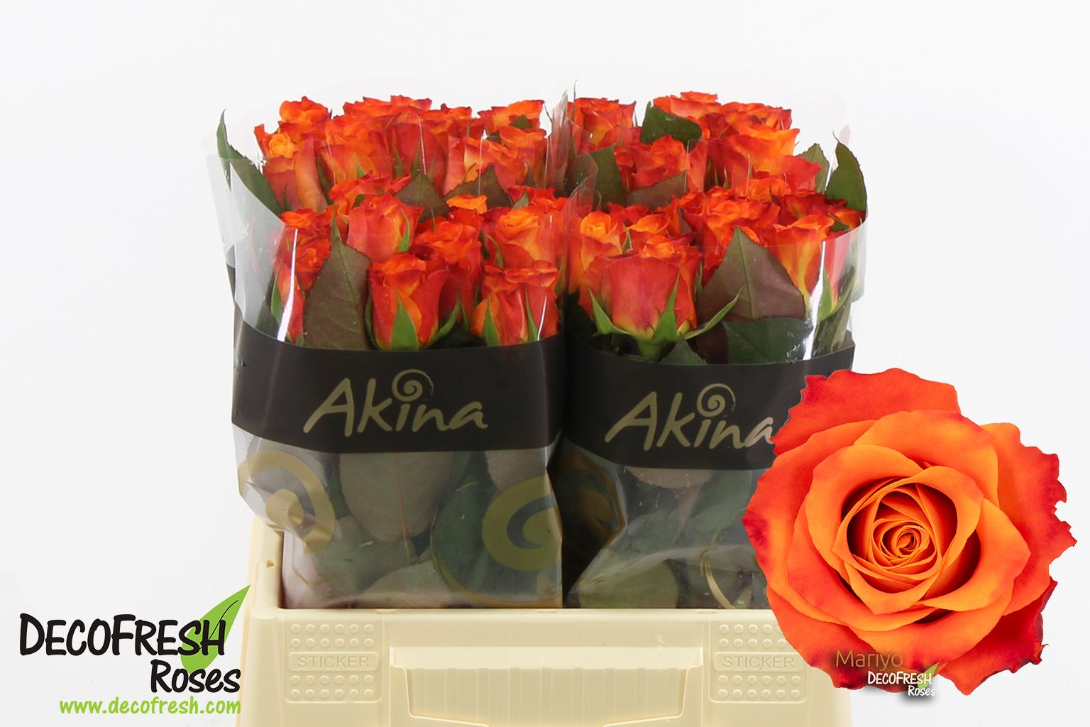 Срезанные цветы оптом Rosa large mariyo! от 40шт. из Голландии с доставкой по России