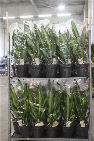 Горшечные цветы и растения оптом Dra Frag Burley Kopstekken от 1шт из Голландии с доставкой по России