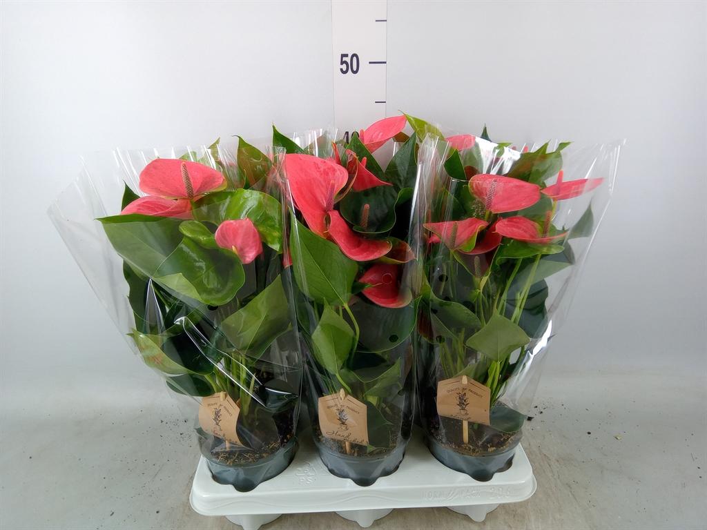 Горшечные цветы и растения оптом Anth An Sweet Dream 3+ Couture Sleeve от 6шт из Голландии с доставкой по России