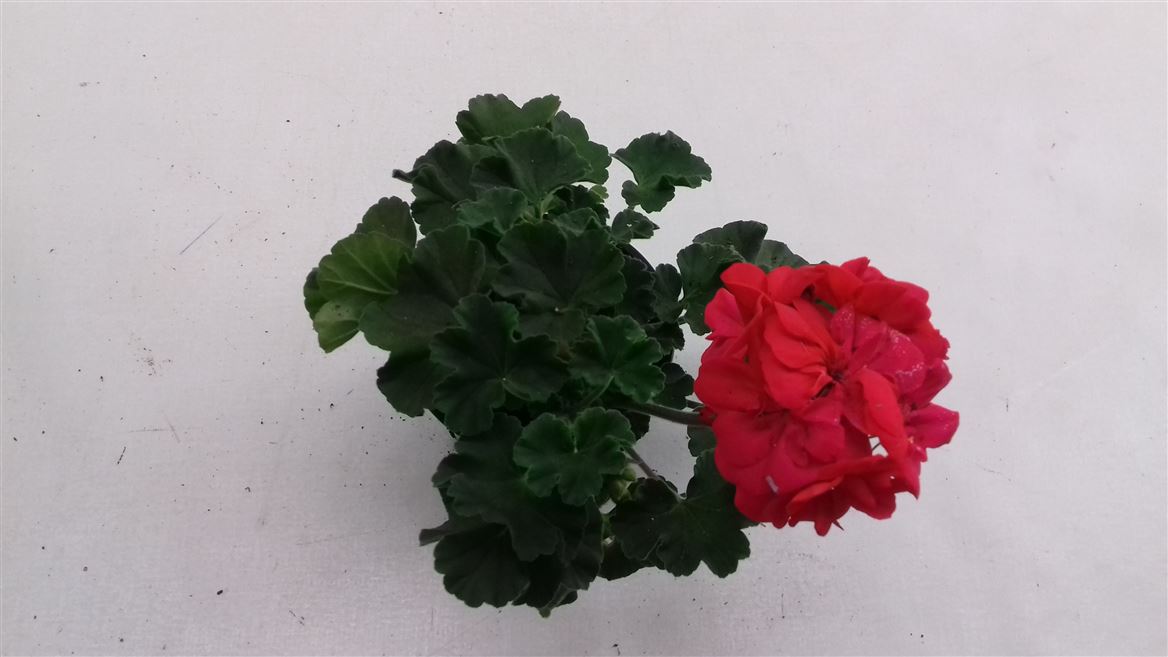 Горшечные цветы и растения оптом Pelargonium Zon Lucky от 12шт из Голландии с доставкой по России