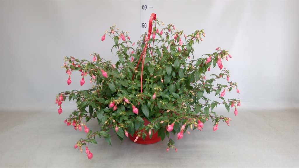 Горшечные цветы и растения оптом Fuchsia   ... от 1шт из Голландии с доставкой по России