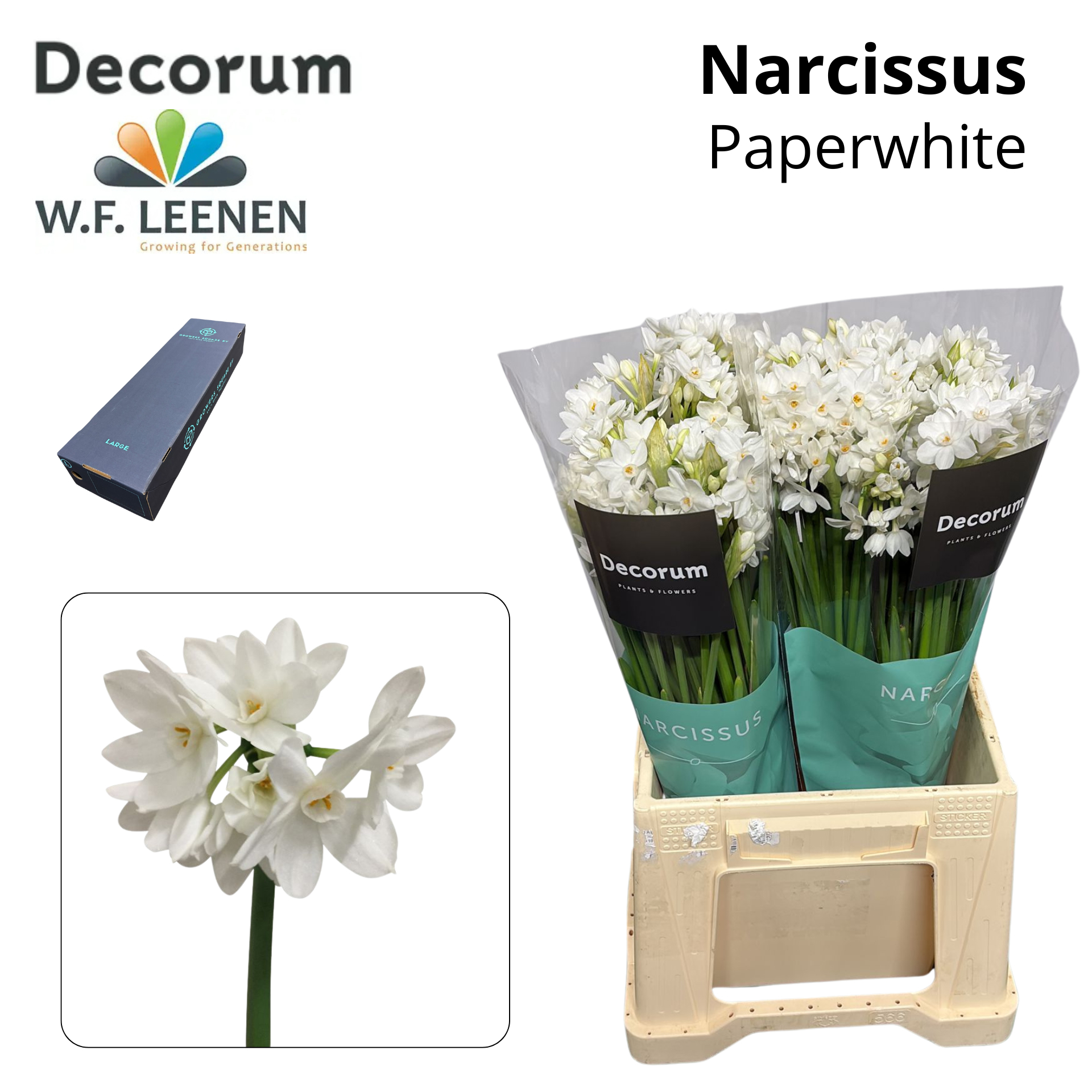 Срезанные цветы оптом Narcissus sp ziva paper white in box от 300шт из Голландии с доставкой по России