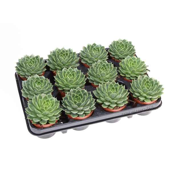 Горшечные цветы и растения оптом Echeveria Miranda Flat от 12шт из Голландии с доставкой по России