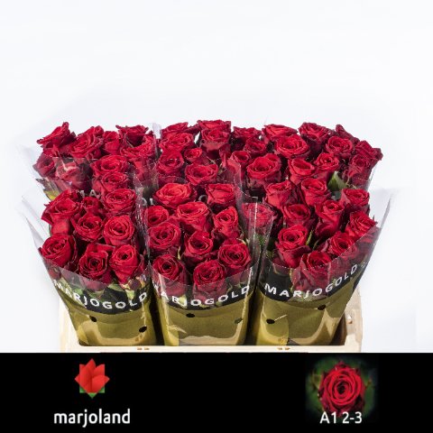 Срезанные цветы оптом Rosa large red naomi! от 60шт.. из Голландии с доставкой по России