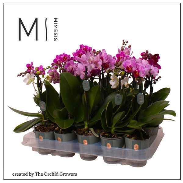 Горшечные цветы и растения оптом Phal Mini 1st Mix 8+ (orchid Growers) от 20шт из Голландии с доставкой по России