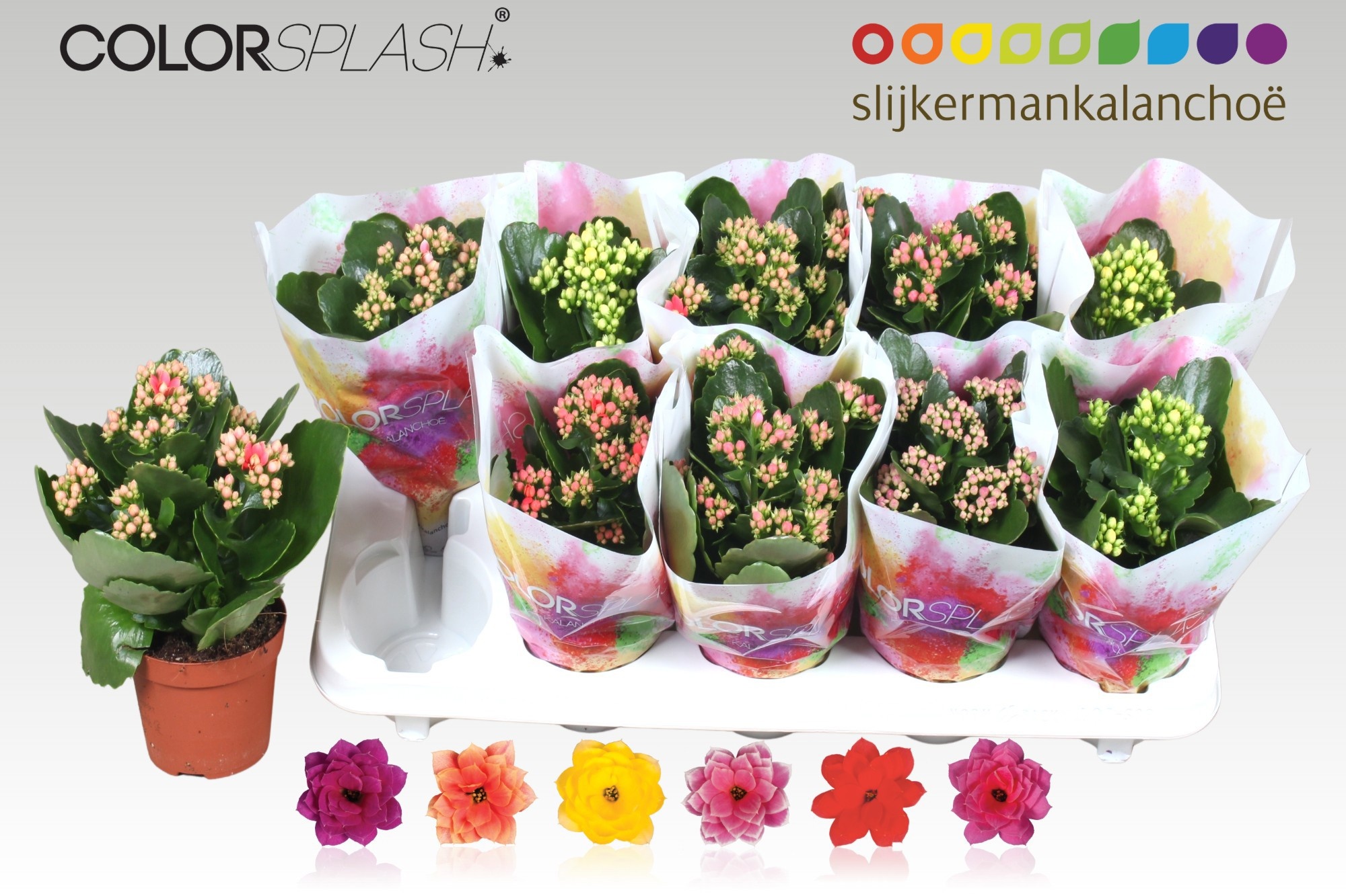 Горшечные цветы и растения оптом Kal Ge Gem 6 Kl от 10шт из Голландии с доставкой по России